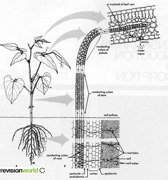 Water Transport in Plants a2levellevelrevision, biology
